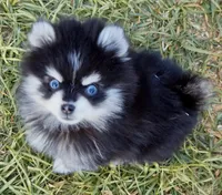 Meeko Raccoon tiny toy, a male Pomsky for sale in Punta Gorda, FL – Photo 6 of 7