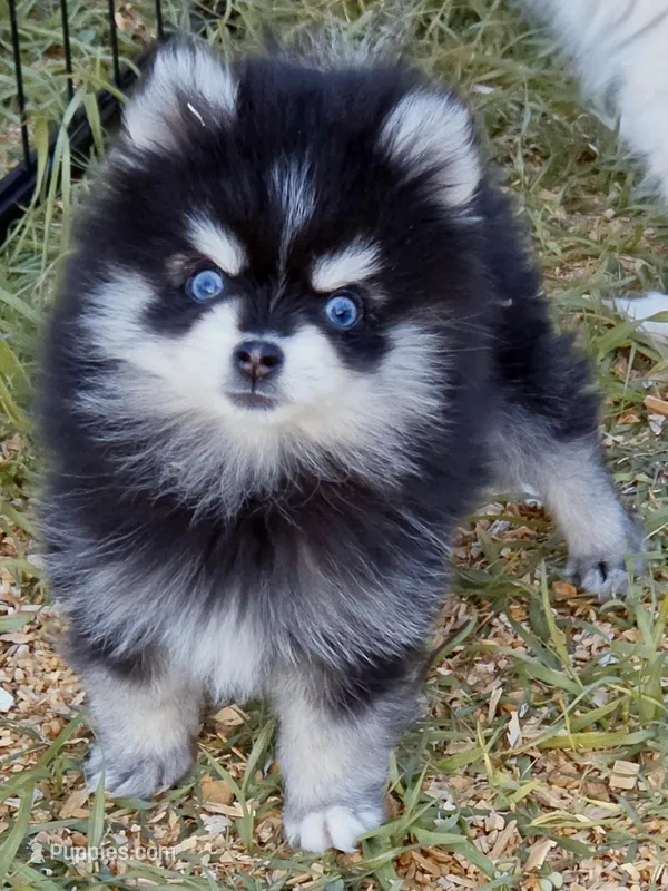 Meeko Raccoon tiny toy – Pomsky puppy for sale in Punta Gorda, FL