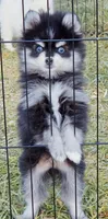 Meeko Raccoon tiny toy, a male Pomsky for sale in Punta Gorda, FL – Photo 2 of 7