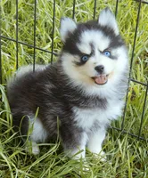 Raya, a female Pomsky for sale in Punta Gorda, FL – 6 of 6