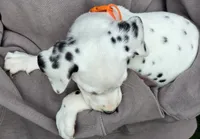 Orange Marigold AKC, a female Dalmatian for sale in Punta Gorda, FL – 3 of 4