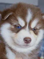 Flame, a male Pomsky for sale in Punta Gorda, FL – 3 of 5
