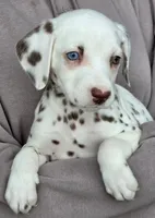 Penny AKC, a female Dalmatian for sale in Punta Gorda, FL – 4 of 5