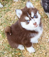 Scarlet, a female Pomsky for sale in Punta Gorda, FL – Photo 4 of 5