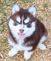Scarlet, a female Pomsky for sale in Punta Gorda, FL – Photo 5 of 5