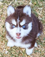 Scarlet, a female Pomsky for sale in Punta Gorda, FL – Photo 1 of 5