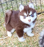 Scarlet, a female Pomsky for sale in Punta Gorda, FL – Photo 2 of 5