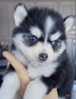 Koda, a male Pomsky for sale in Punta Gorda, FL – Photo 2 of 3