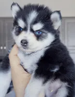 Koda, a male Pomsky for sale in Punta Gorda, FL – Photo 3 of 3