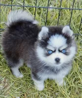 Isaiah tiny toy size, a male Pomsky for sale in Punta Gorda, FL – 4 of 9
