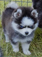 Isaiah tiny toy size, a male Pomsky for sale in Punta Gorda, FL – 6 of 9
