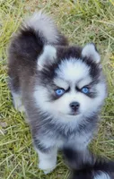 Isaiah tiny toy size, a male Pomsky for sale in Punta Gorda, FL – 2 of 9