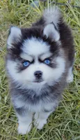 Isaiah tiny toy size, a male Pomsky for sale in Punta Gorda, FL – 1 of 9