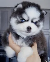 Isaiah tiny toy size, a male Pomsky for sale in Punta Gorda, FL – Photo 3 of 3