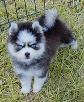Isaiah tiny toy size, a male Pomsky for sale in Punta Gorda, FL – 5 of 9