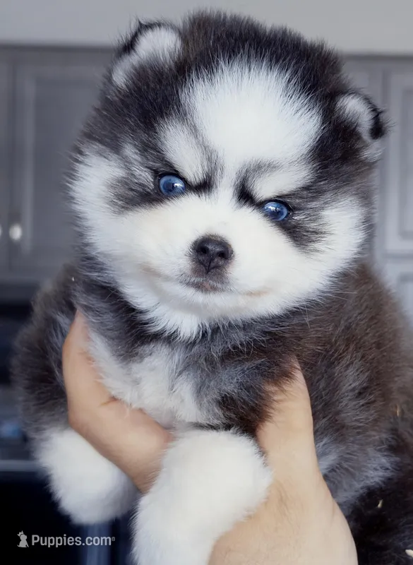 Isaiah tiny toy size – Pomsky puppy for sale in Punta Gorda, FL