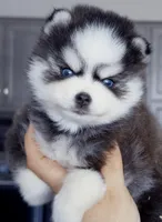 Isaiah tiny toy size, a male Pomsky for sale in Punta Gorda, FL – Photo 1 of 3