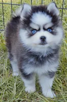 Isaiah tiny toy size, a male Pomsky for sale in Punta Gorda, FL – 3 of 9