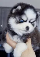 Isaiah tiny toy size, a male Pomsky for sale in Punta Gorda, FL – Photo 2 of 3