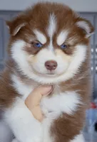 Flame, a male Pomsky for sale in Punta Gorda, FL – 2 of 5
