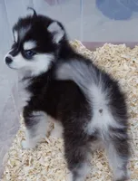 Kylie toy size, a female Pomsky for sale in Punta Gorda, FL – 4 of 4