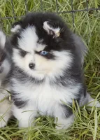 Calypso , a female Pomsky for sale in Punta Gorda, FL – 6 of 10