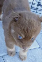 Godiva, a female Pomsky for sale in Punta Gorda, FL – 5 of 5