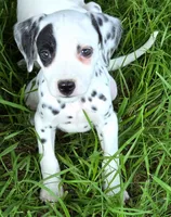 Pirate AKC, a male Dalmatian for sale in Punta Gorda, FL – 3 of 4