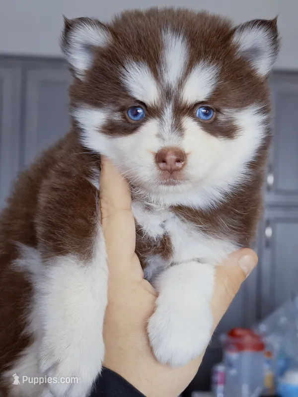 Scarlett – Pomsky puppy for sale in Punta Gorda, FL