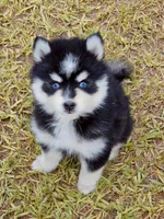 Jack, a male Pomsky for sale in Punta Gorda, FL – 2 of 5