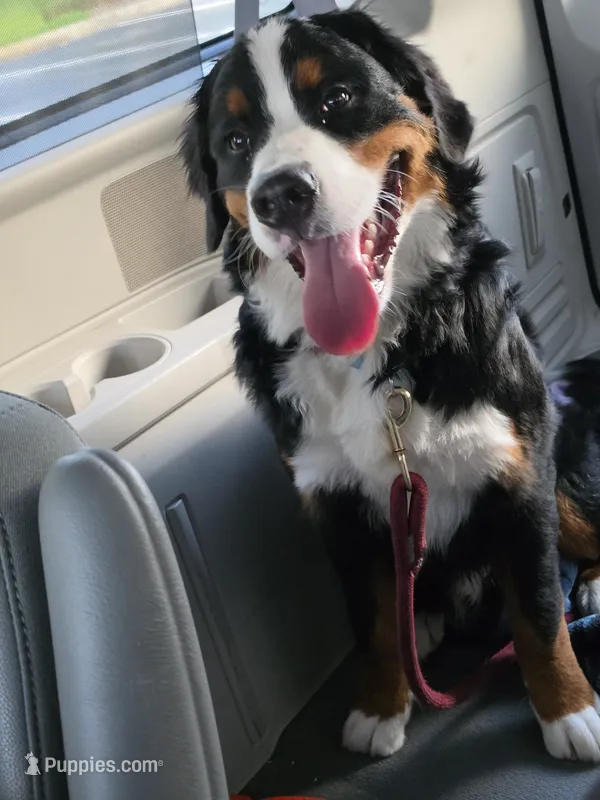 Sawyer, a male Bernese Mountain Dog for sale in Punta Gorda, FL – 1 of 2