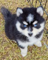 Jack, a male Pomsky for sale in Punta Gorda, FL – 5 of 5