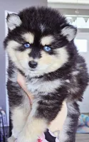 Roman, a male Pomsky for sale in Punta Gorda, FL – Photo 2 of 6