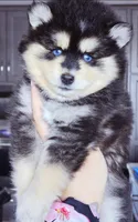 Roman, a male Pomsky for sale in Punta Gorda, FL – Photo 6 of 6