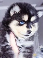 Roman, a male Pomsky for sale in Punta Gorda, FL – Photo 4 of 6