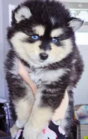 Roman, a male Pomsky for sale in Punta Gorda, FL – Photo 3 of 6