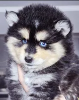 Roman, a male Pomsky for sale in Punta Gorda, FL – Photo 5 of 6
