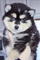 Roman, a male Pomsky for sale in Punta Gorda, FL – Photo 1 of 6