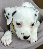 Yellow Sunflower AKC, a female Dalmatian for sale in Punta Gorda, FL – 2 of 5