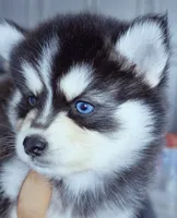 River, a female Pomsky for sale in Punta Gorda, FL – 3 of 3