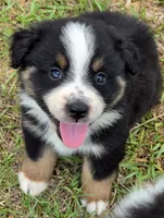 Ryker, a male Miniature Australian Shepherd for sale in Punta Gorda, FL – 4 of 5