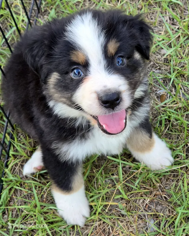 Rodeo – Miniature Australian Shepherd puppy for sale in Punta Gorda, FL