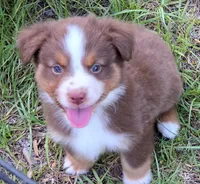 Ronald, a male Miniature Australian Shepherd for sale in Punta Gorda, FL – 8 of 10
