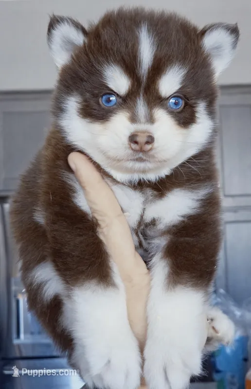 Hershey, a male Pomsky for sale in Punta Gorda, FL – Photo 1 of 2