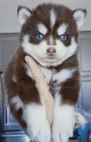 Hershey, a male Pomsky for sale in Punta Gorda, FL – Photo 1 of 2