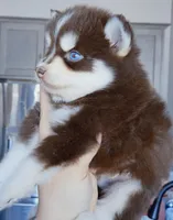 Hershey, a male Pomsky for sale in Punta Gorda, FL – Photo 2 of 2
