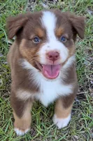 Ronald, a male Miniature Australian Shepherd for sale in Punta Gorda, FL – 10 of 10