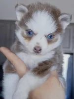 Lavender Vixen, a female Pomsky for sale in Punta Gorda, FL – Photo 1 of 3