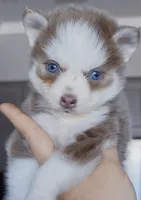 Lavender Vixen, a female Pomsky for sale in Punta Gorda, FL – Photo 2 of 3