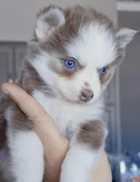 Lavender Vixen, a female Pomsky for sale in Punta Gorda, FL – Photo 3 of 3